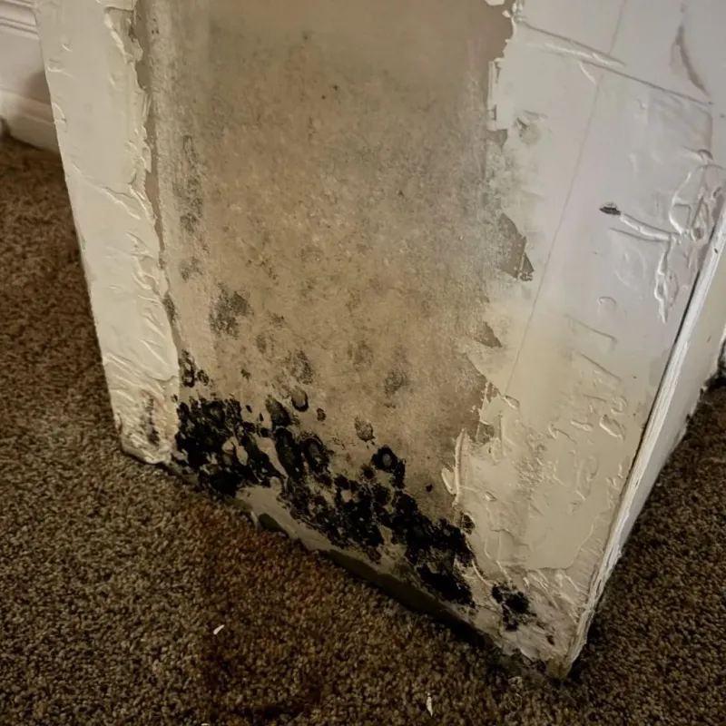 Professional Mold Removal in Greenup, IL